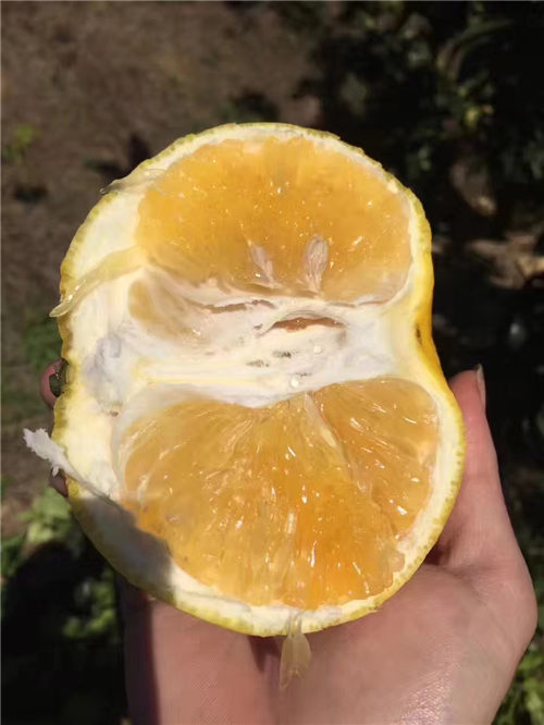 臺灣甜葡萄柚苗