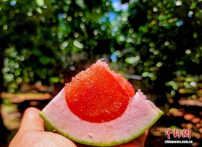 主打“早熟好吃” 海南青柚市場走俏:青柚苗